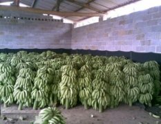中国香蕉之乡坛洛万吨的香蕉出售