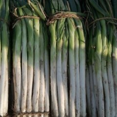 山东昌邑章丘大葱：围子镇王修山