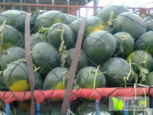 安徽固镇西瓜