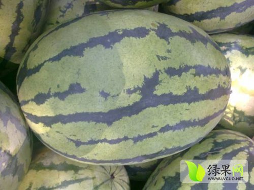 安徽固镇西瓜