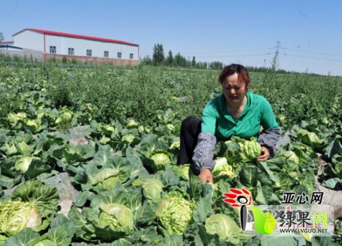 詹艳萍家的菜地里,成片的莲花白已经长的炸裂开