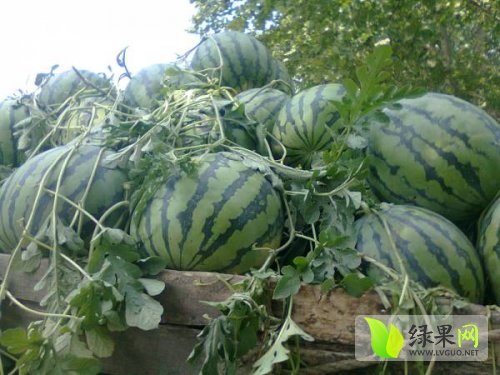 安徽固镇西瓜
