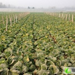 河南鹿邑上海青：任集乡武高杰