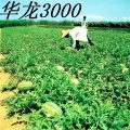 内蒙古通辽市：华龙3000