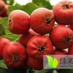 山东优质大金星山楂口感酸甜 健胃抗病