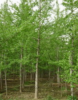 东台市唐洋镇十里苗木场常年供应绿化苗木