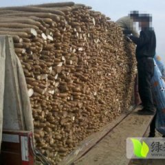 河北临漳县大量出售花紫山药： 洪山村 孙四元