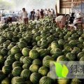 山东惠民现在大棚西瓜价格0.85-0.95元/斤