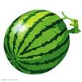 聊城许营供应优质大棚西瓜