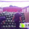 惠民双星，京欣西瓜，无籽西瓜大面积上市