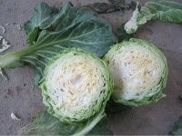 山东单县中甘21甘蓝：李新庄温小文