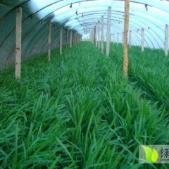 河北昌黎汉中韭菜行情