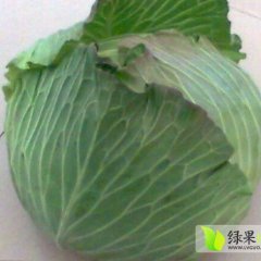 湖北嘉鱼潘家湾镇绿球甘蓝看图说话