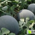 陕西华阴黑皮无籽西瓜大量上市