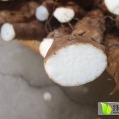 河南温县铁棍山药：太行路孙伟伟