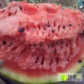陕西大荔京欣西瓜开始大量上市了