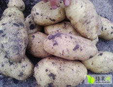 讷河土豆长势旺盛，薯形好，个大