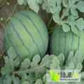 山东寒亭早春红玉：开元街张兴龙