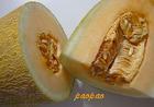 陕西最大的哈密瓜金太阳杏种植基地价格价格