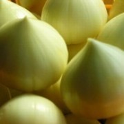 云南五华独蒜：环城东陈新军