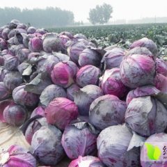 新野甘蓝口感爽口,城郊杨征诚信合作