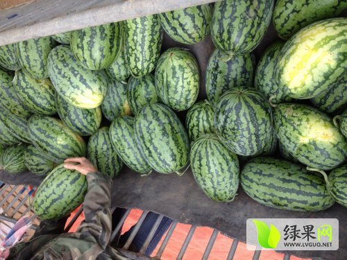 广西小富西瓜