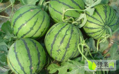 京欣西瓜
