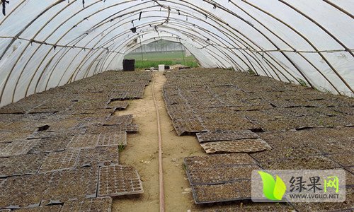 河南周口7月上市西瓜育苗