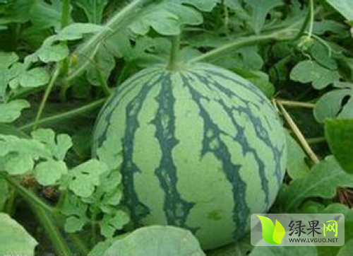 山东京欣西瓜参考图