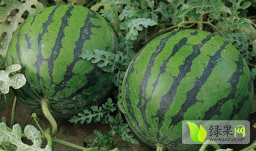 山东京欣西瓜参考图