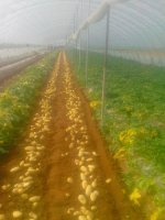 山东肥城荷兰十五土豆产地品种质量高