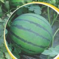 山东青州秋季西瓜即将上市