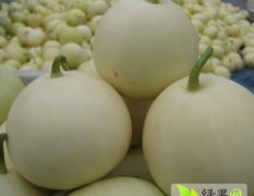 安徽砀山早雪甜瓜产地大量供应