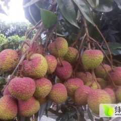 玉荷包荔枝大量上市中