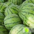 河北正定直播西瓜   老徐 15231138466
