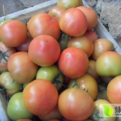 山东莘县硬粉：河店镇楚书龙