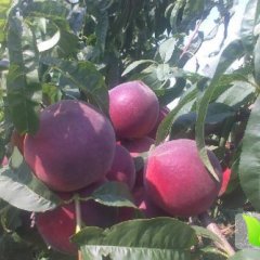 山东费县春雪毛桃已经上市了 个头大