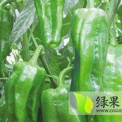 费县辣椒单果个大 亮度高 口感好 颜色正