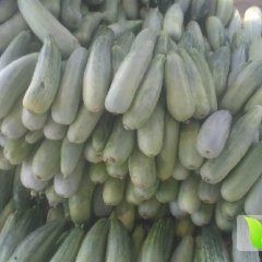 山东费县羊角蜜甜瓜已经大量上市了