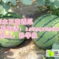 山东泗水花皮无籽西瓜5-8月份大批量上市