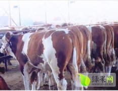 山西忻府有品种纯价格低的西门塔尔牛出售