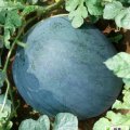 2011年陕西蒲城 董飞  优质西瓜