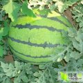 河南新野8424西瓜畅销全国