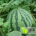 安徽怀远无公害种植8424西瓜欢迎您收购