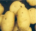 河南通许荷兰十五土豆种植基地大量上市
