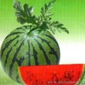 河北保定清苑县万亩优质西瓜大量上市了