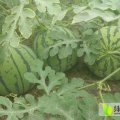 江苏连云港8424西瓜上市