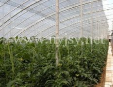 温室大棚西瓜的种植技术
