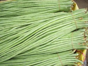 大量供应长豆角
