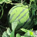 辽宁新民京欣西瓜在6月中旬左右陆续下来